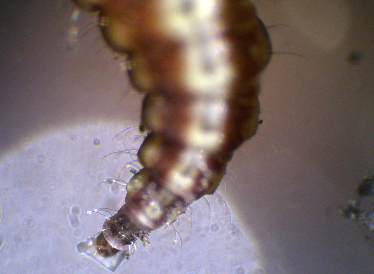 Larva di Hemerobiidae